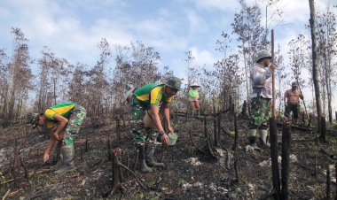 Nugal Tradisi Unik Menanam Padi di Kalimantan Barat!! Satgas Pamtas Ri - Malaysia Yonarmed 10/ Bradjamusti Bantu Warga Tanam Padi di Perbatasan
