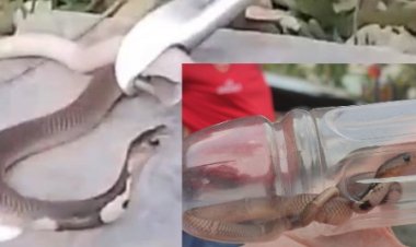 Teror Ular Di Komplek Elite Citraland Pekanbaru, Warga Minta Bantuan Ke PJ WAKO