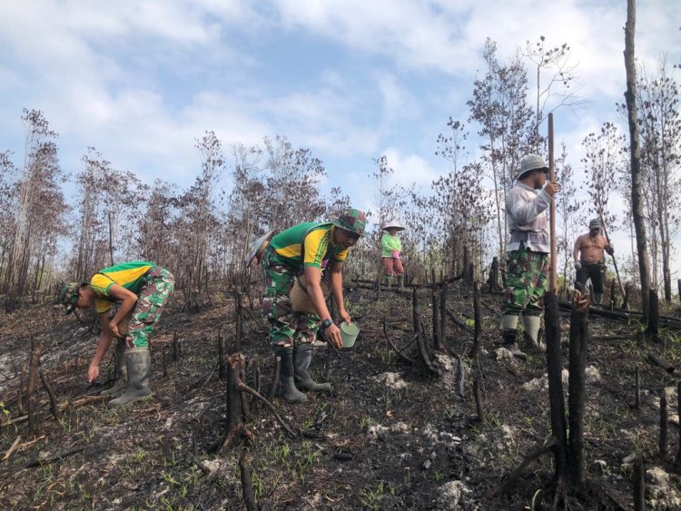 Nugal Tradisi Unik Menanam Padi di Kalimantan Barat!! Satgas Pamtas Ri - Malaysia Yonarmed 10/ Bradjamusti Bantu Warga Tanam Padi di Perbatasan