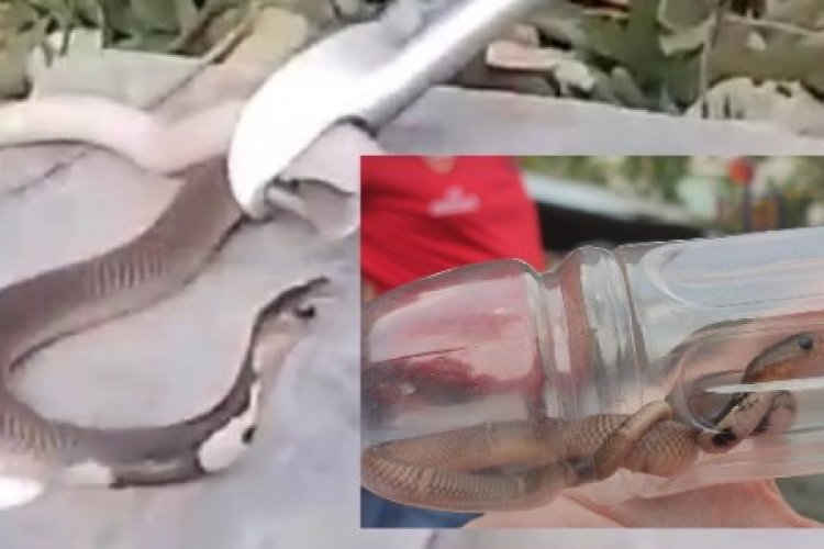 Teror Ular Di Komplek Elite Citraland Pekanbaru, Warga Minta Bantuan Ke PJ WAKO