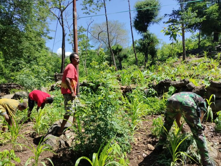 Tingkatkan Kedekatan ke Masyarakat Pos Aplal Satgas Yonkav 6/Naga Karimata Bantu Petani Jagung