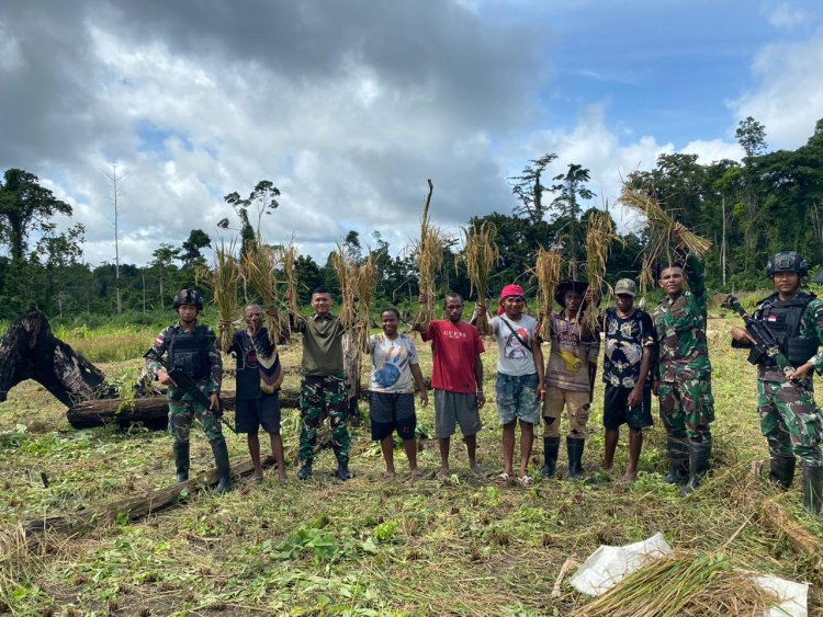 Program Ketahanan Pangan Satgas Yonif 122/TS Menuai Hasil Panen Padi Bersama Masyarakat Kampung Pund