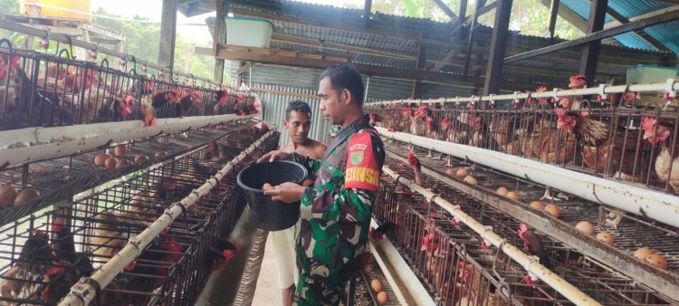 Babinsa Koramil 1710-02/Timika Berikan Motivasi dan Dukungan kepada Peternak Ayam di Kelurahan Pasar Sentral