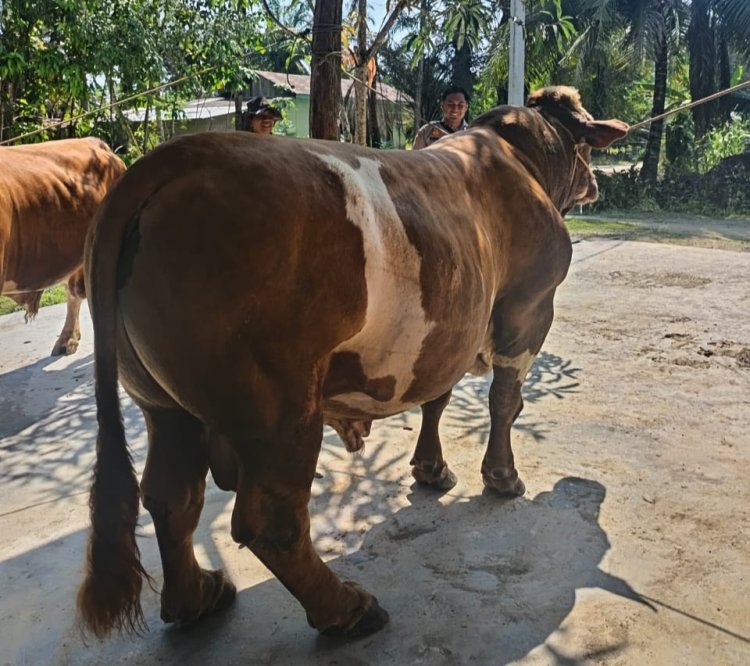 Remon, Sapi Bhabinkamtibmas Inhu untuk Kurban Prabowo