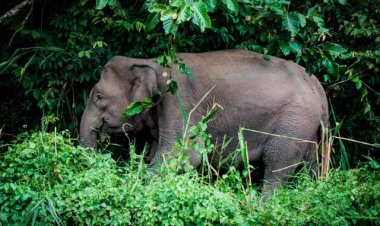 Melindungi Rakyat atau Gajah? Dilema Konservasi di Taman Nasional Tesso Nilo, Riau