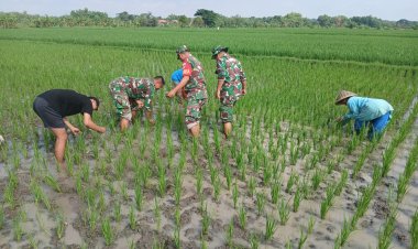 Babinsa Sragen Bersihkan Hama Rumput, Dukung Ketahanan Pangan