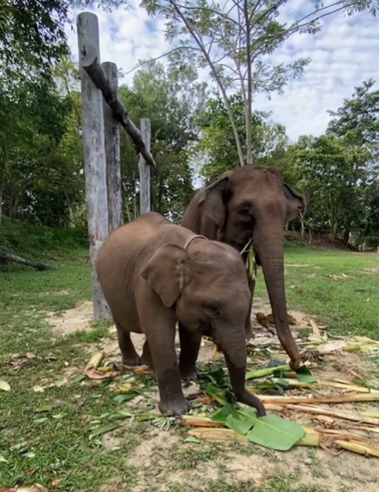 Domang & Tari Jadi Warga Kehormatan Riau di TNTN