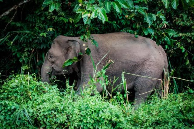 Melindungi Rakyat atau Gajah? Dilema Konservasi di Taman Nasional Tesso Nilo, Riau
