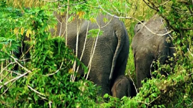 Melindungi Rakyat atau Gajah? Dilema Konservasi di Taman Nasional Tesso Nilo, Riau
