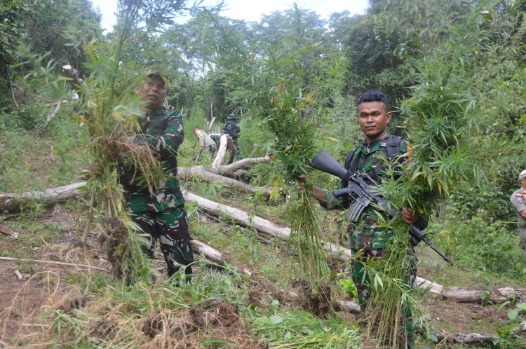Dandim 0212/TS Musnahkan 30 Ribu Ganja di Tor Sihite Mandailing Natal