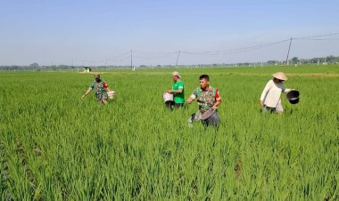 Babinsa Sragen Bantu Petani Pemupukan Padi Dukung Ketahanan Pangan