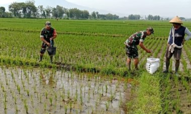 Babinsa Dampingi Pemupukan Padi Tingkatkan Hasil Panen Petani Sragen