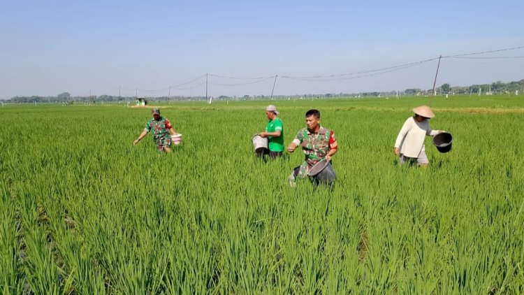 Babinsa Sragen Bantu Petani Pemupukan Padi Dukung Ketahanan Pangan