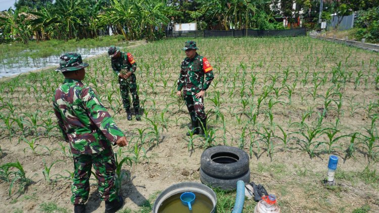 Dansatgas TMMD 125 Surakarta Tinjau Lahan Jagung Perkuat Ketahanan Pangan