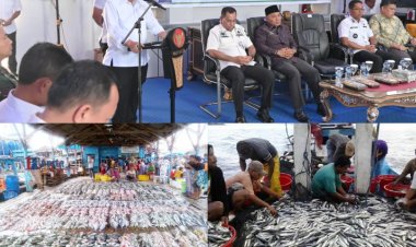 Bupati Rohil Soroti 70 Ton Ikan Penipahan Tak Masuk PAD