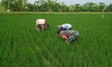 Babinsa Sragen Dampingi Petani Cabuti Gulma Cegah Gagal Panen