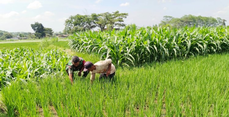 Babinsa Mojosongo Bantu Petani Boyolali Basmi Gulma untuk Panen Melimpah