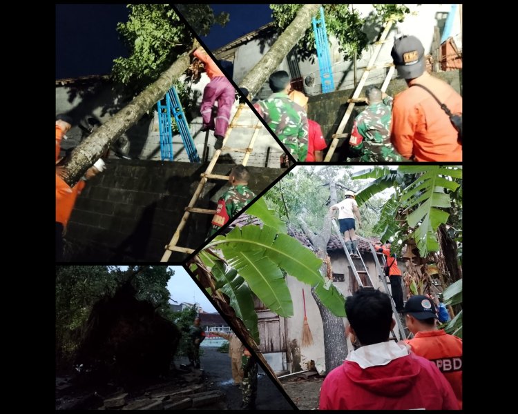 Pohon Tumbang di Boyolali, Babinsa dan BPBD Sigap Evakuasi Warga