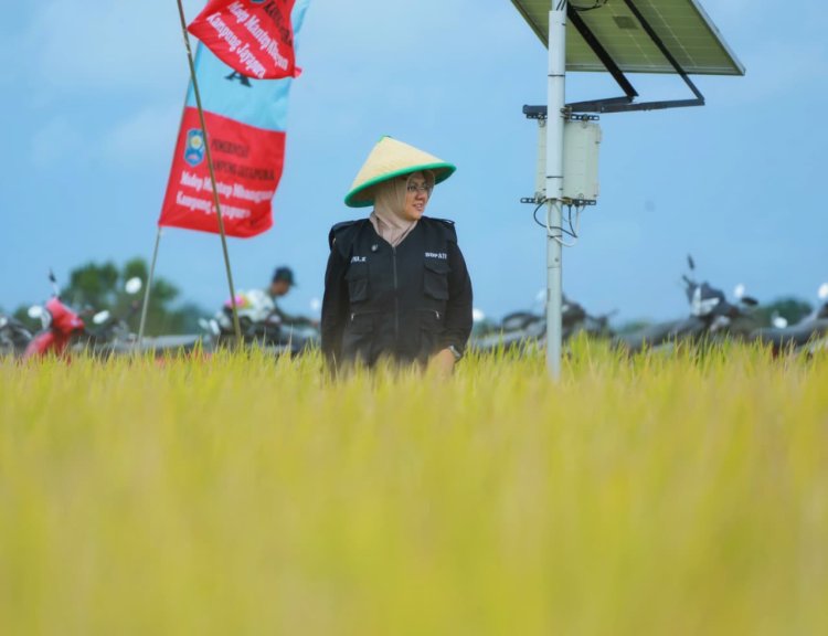 Bupati Siak Afni Hadiri Panen Padi Digital Farming di Bungaraya