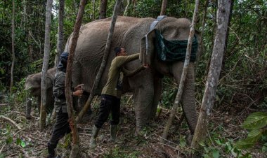 Mitigasi Konflik Gajah Sumatera dengan GPS Collar di TNTN