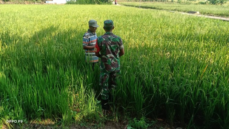 Babinsa Klego Pantau Padi Program Pompanisasi di Boyolali