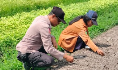 Personil Polsek Pangkalan Kerinci Monitoring Penyemaian di Lahan Bergizi Warga Binaan untuk Dukung Ketahanan Pangan