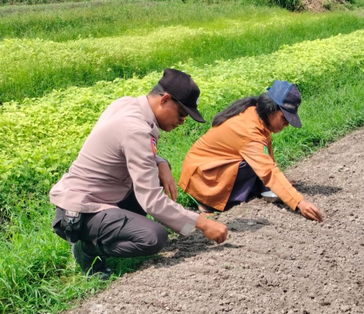Personil Polsek Pangkalan Kerinci Monitoring Penyemaian di Lahan Bergizi Warga Binaan untuk Dukung Ketahanan Pangan