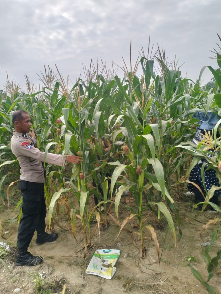 Bhabinkamtibmas Cek Pertumbuhan Jagung Pipil Kuartal III di Lahan Asta Cita KM 55 Dukung Ketahanan Pangan