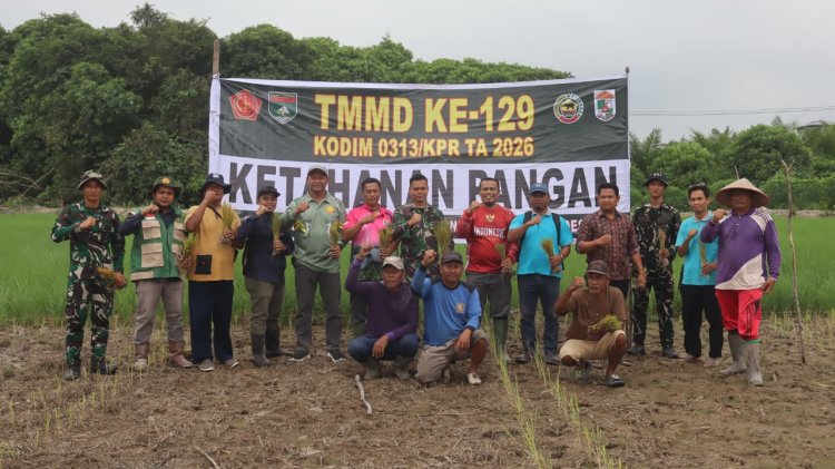 Sinergitas Perkuat Swasembada Pangan Pelosok Desa, Satgas TMMD Ke-129 Kodim 0313/KPR Turun Ke Sawah Tanam Padi Di Desa Kuala Panduk